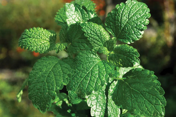 Peppermint Extract